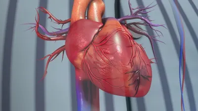 Постинфарктный кардиосклероз - Кардио Доктор - Медицинский сайт простым,  доступным языком