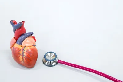 Ученые нашли способ быстро заживлять рубцы на сердце после инфаркта -  INVOLTA TECHNOLOGIES