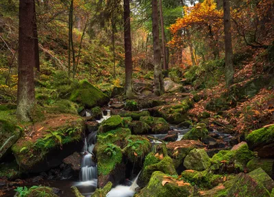 лес :: красивые картинки :: Природа (красивые фото природы: моря, озера,  леса) :: ручей / картинки, гифки, прикольные комиксы, интересные статьи по  теме.