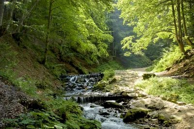Лес Ручей Речной Пейзаж - Бесплатное фото на Pixabay - Pixabay