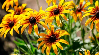 Рудбекия многолетняя цветок: фото, описание, сорта, выращивание, посадка,  уход в открытом грунте, отзывы, где купить