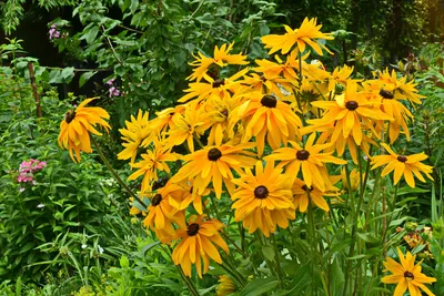 Рудбекия неприхотливый и яркий цветок в наших садах | Цветущий сад | Дзен
