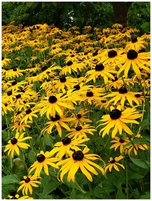 Рудбекия – яркое солнце в саду… - посадка, уход, фото, как вырастить и  собрать урожай - «Блог Флориум.юа» 2024