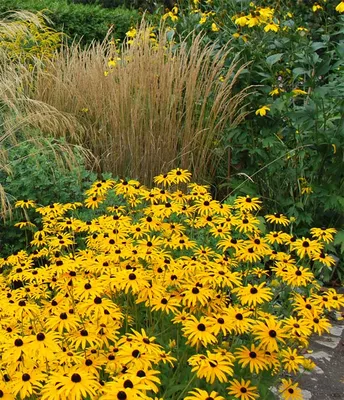 Характеристики модели Семена Рудбекия многолетняя желтая (Rudbeckia  Goldsturm), 50 штук — Семена овощей, ягод и цветов — Яндекс Маркет