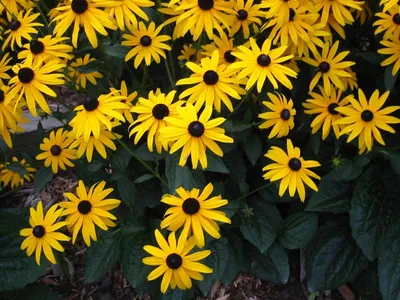 цветы Рудбекия многолетняя фото: желтые, оранжевые, черные; семена,  описание, характеристики - садовые цветы; цветение: июль, август, осень