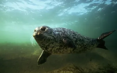 Причину красного оттенка морской воды на побережье Актау прокомментировали  в департаменте экологии