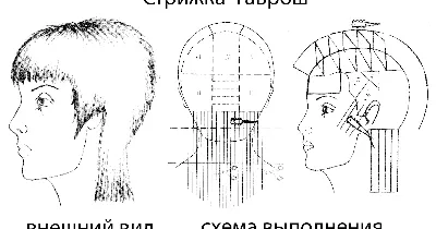 Российские звезды, которым лучше с короткой стрижкой - 7Дней.ру