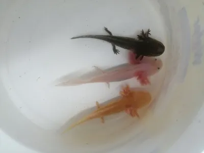 Аксолотль 🦎 (Axolotl, Ambystoma mexicanum): содержание, виды ,  совместимость, размножение, фото-видео обзор - AQA.wiki