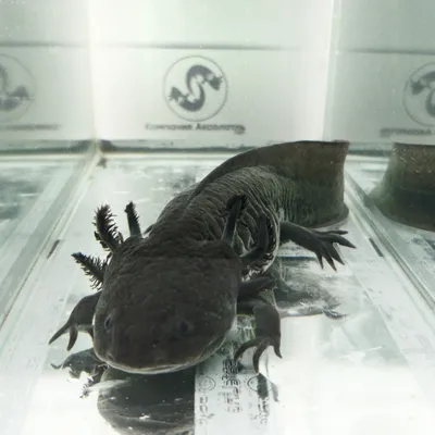 Купить аксолотля альбиноса Axolotl albino - Danio.com.ua