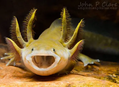 АКСОЛОТЛЬ Мексиканский золотой или саламандра размер M /Axolot Ambystoma  mexicanum Gold/ | Зоомагазин \"Зоо сити\"