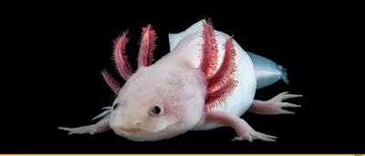 Аксолотль альбинос (Axolotl - Ambystoma mexicanum) 8-9 см купить за 791  руб. — ZOOMIX