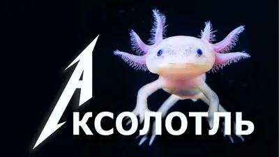 Аксолотль (Axolotl) золотой дракон