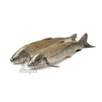 Белый амур: что за рыба? Фото, ловля, описание, как приготовить белого амура