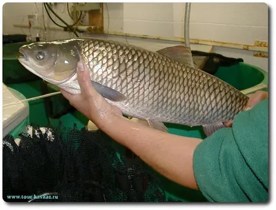 Рыба белый амур фото - Рыболовная база Завидово