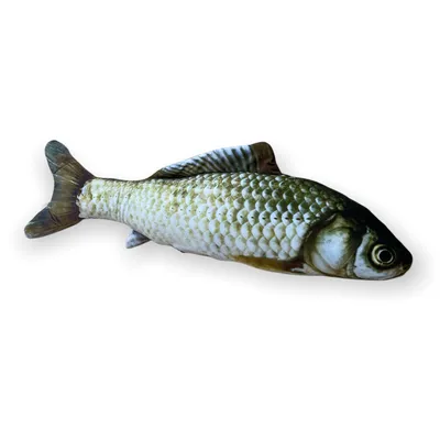 Белый амур — Правдинское рыбоводное хозяйство