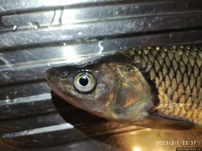 Живая рыба: Амур, толстолоб. Вес от: Договорная ᐈ Рыбы | Бишкек | 101536046  ➤ lalafo.kg