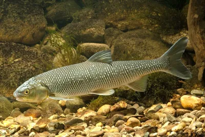Рыбы реки Амур