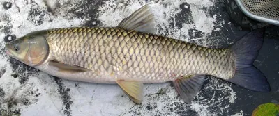 Живой белый амур вкусовые качества этой рыбы,не единственное чем он  привлекает любителей рыбы.Это невероятно полезный продукт,в котором… |  Instagram