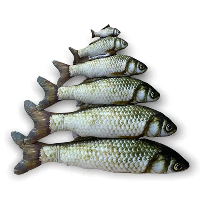 Рыбацкие трофеи, трофейная рыба Белый амур