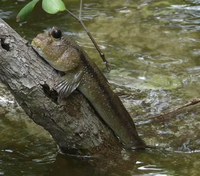 рыба анабас, возводящая рыбу на грязи Hd Anabas Perch Стоковое Изображение  - изображение насчитывающей свеже, земля: 211702607