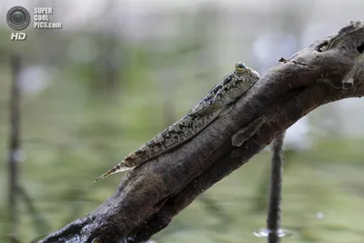 анабаса Anabas testudineus (Anabantidae)