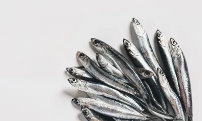 Анчоус: что это за рыбка и как ее едят | fish2o | производитель премиум  лосося | Дзен