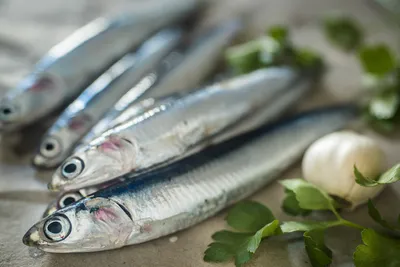 Анчоус сушеный Астраханкина Рыбка 1 кг, сушеная рыбка, закуска к пиву -  купить с доставкой по выгодным ценам в интернет-магазине OZON (889154710)