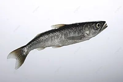 Анчоус сушеный «Рыба моей мечты», тушка, 40 г - цена по скидкам и акциям в  листовке Евроопт Пинска