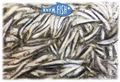 Свежемороженая рыба изображение 3, сухой, счастливый, анчоус фон картинки и  Фото для бесплатной загрузки