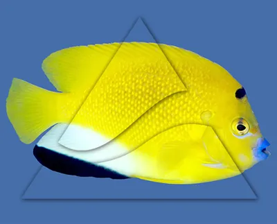 Аравийская рыба-ангел — Arabian Angelfish (лат. Pomacanthus Maculosis),  Красное море ⋆ Фотографии ⋆ Путешествия с Fresh Trip