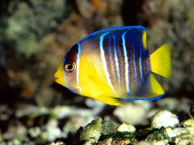 ГОЛУБАЯ РЫБА АНГЕЛ (Chaetodontoplus caeruleopunctatus) » Домашний аквариум