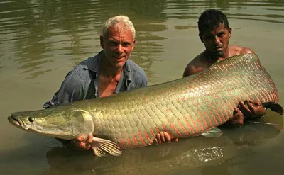 Арапайма ( Arapaima gigas )