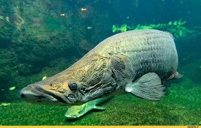 Арапаима: Чем интересна самая большая пресноводная рыба | Цитадель адеквата  | Дзен