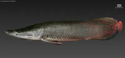 Амазонская Царь-рыба теперь живет в нашем Эколодже - Cordillera Escalera