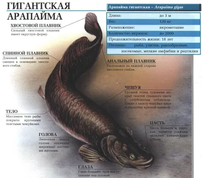 Может ли арапайма откусить руку? | Пикабу