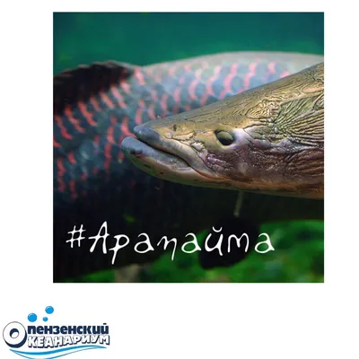 Род Arapaima (Арапайма) | ВСЕ О ПРЕСНОВОДНЫХ РЫБАХ