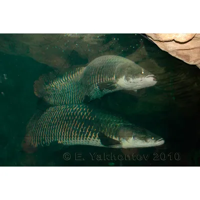 Арапайма гигантская или пираруку (лат. Arapaima gigas) – Интересные животные