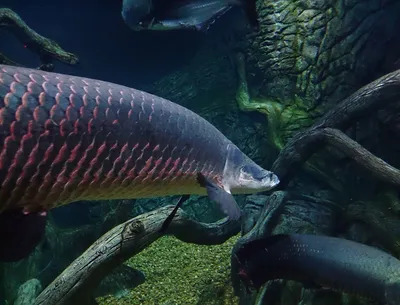 Рыба арапайма - pirarucu arapaima gigas - одна из крупнейших пресноводных  рыб и речных озер в бразилии - рыба змеиной головы | Премиум Фото