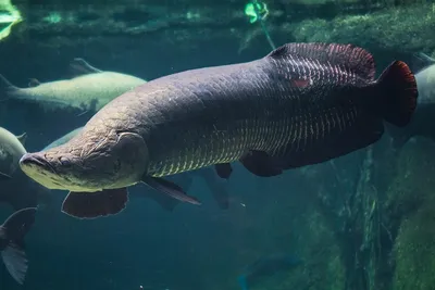 Арапайма гигантская или пираруку (лат. Arapaima gigas)