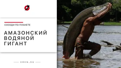 Реликтовая Рыба Арапайма Под Водой — стоковые фотографии и другие картинки  Арапаима - Арапаима, Биология, Бирюзовый - iStock