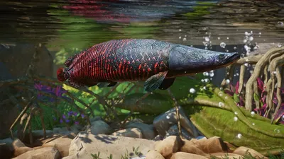 Арапайма: гигантская хищная рыба, которой не страшны амазонские пираньи |  Заметки о животных | Дзен