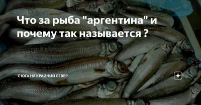 Купить в Одессе🦞 Хек тушка (Мерлуза) размер 150-250 (Аргентина) фирмы Дары  Севера в нашем магазине \"Джонни Рак\"