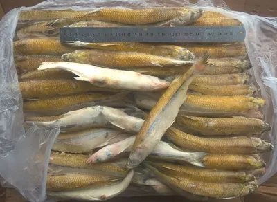 Мороженная рыба - MB \"MIKATA\" - всегда самые низкие цены