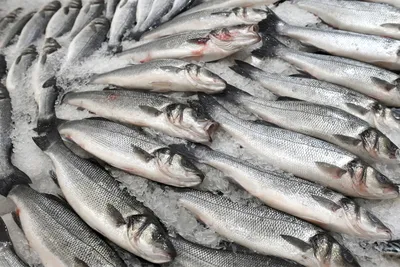 Дикое Дорадо----Рыба из аргентины - описание и фото продукции в каталоге  брендов Fishretail.ru