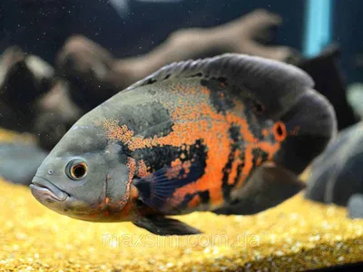 Астронотус красный - Astronotus ocellatus [red] (M)