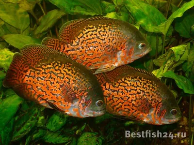 Астронотус тигровый (Astronotus ocellatus var.) 7-8 см