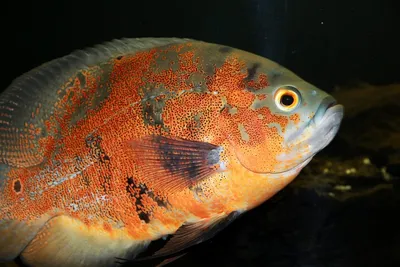 Datei:Astronotus ocellatus.jpg – Wikipedia