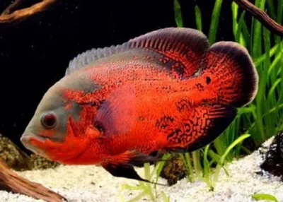 Купить рыбку астронотус (Astronotus ocellatus)