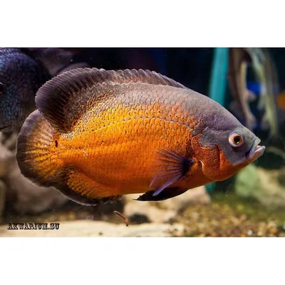 Цихлида Астронотус ореховый (Astronotus Ocellatus) купить недорого в Москве  | Амигофиш