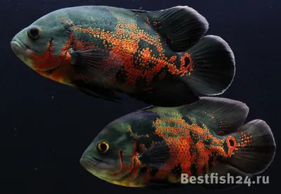 Астронотус (Astronotus ocellatus) | содержание, разведение, описание